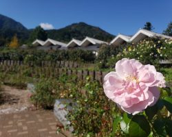 １０月　園内開花・紅葉情報 10/24