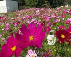 １１月　園内開花・紅葉情報 11/7